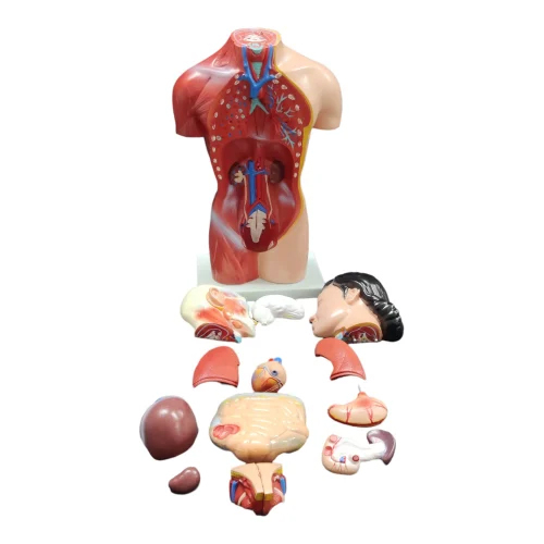 50 CMS Mini Torso Model