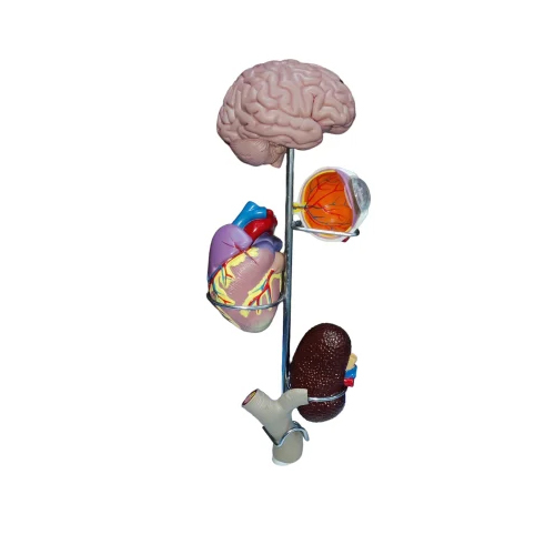 Vertical Hypertension Models