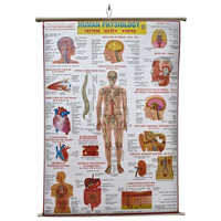 Human Body Physiology Charts - Durable Plastic Material, Rectangular Shape , Multi-colour Printed Illustrations For Educational Demonstration