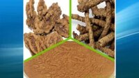Picrorhiza Kurroa Extract (kutki Or Picroliv) - Grade: Food Grade