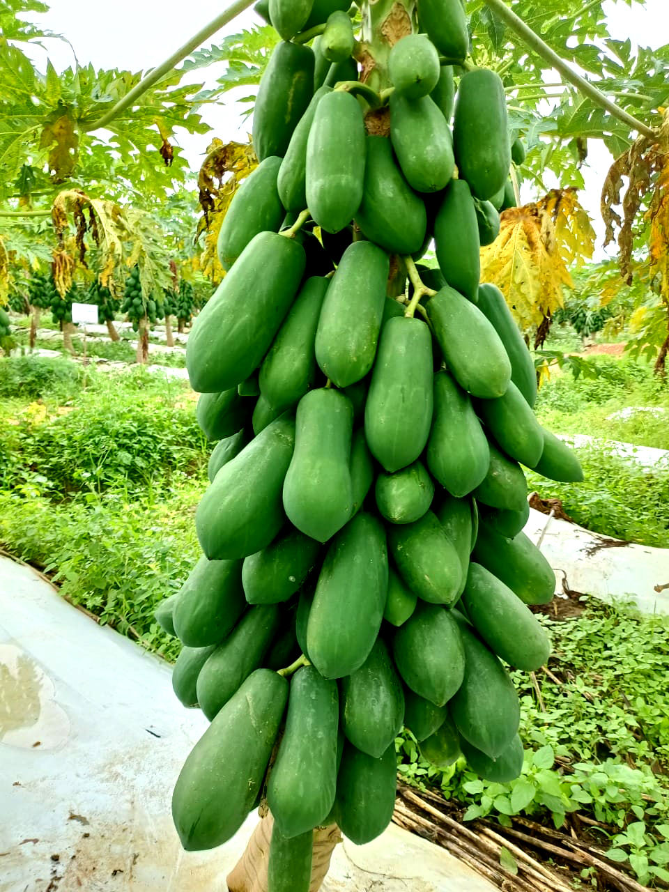 Ice Berry Papaya Seeds