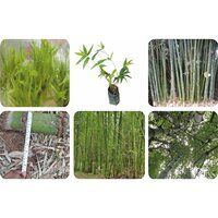 Tissue Culture Balkua Bamboo Plants