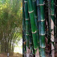 Tissue Culture Balkua Bamboo Plants