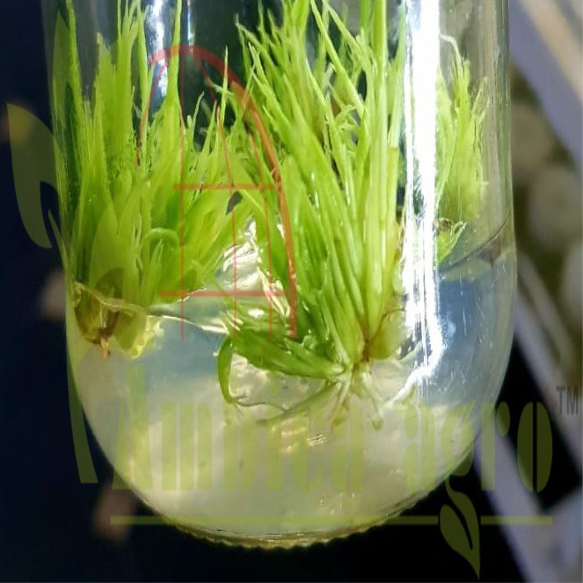 Tissue Culture Balkua Bamboo Plants