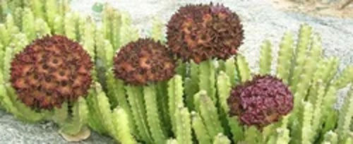 Caralluma Fimbriata Extract 20-30%