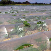 Low Tunnel Film - Ldpe Material | Hard Texture, Transparent Color, Various Sizes For Agriculture And Gardening Protection