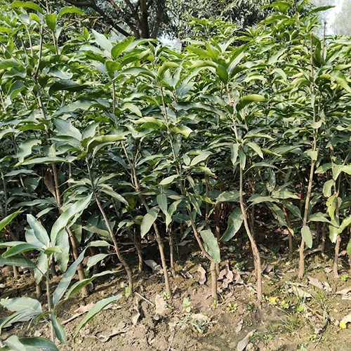 Green Amarpali Mango Plant