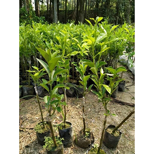 Mosambi Plant