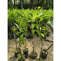 Mosambi Plant - Breed: Different Available
