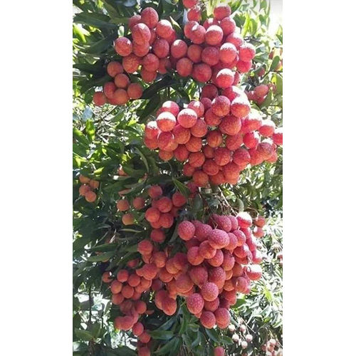 Litchi Plant - Various Sizes Available, Vibrant Green Leaves for Indoor/Outdoor Spaces, Long-Lasting 1-2 Year Shelf Life, Unique Breeds Offered