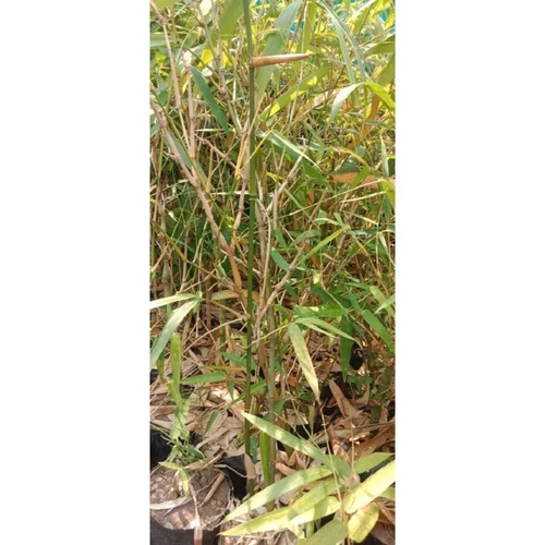 Buddha Belly Bamboo Plant