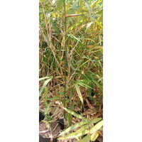Buddha Belly Bamboo Plant - Breed: Different Available