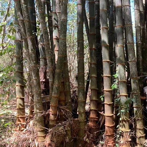 Oliveri Bamboo Plants