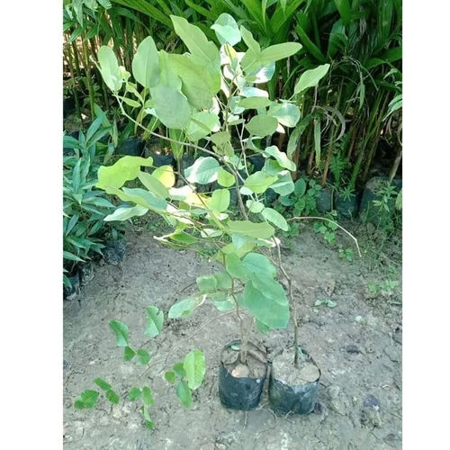 Red Sandalwood Plant