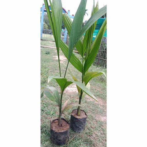 Green Areca Nut Plant - Breed: Different Available