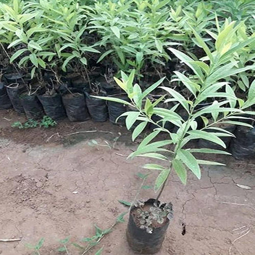 Agarwood Plant - Breed: Different Available