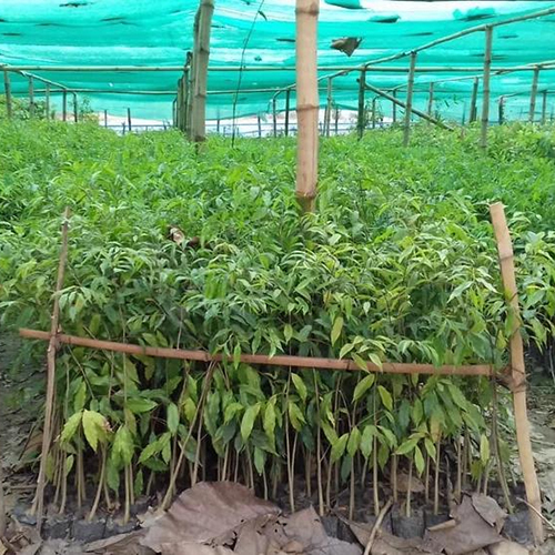 Green Agar Plant