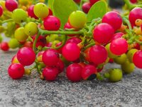 Giloy Ark Tinospora cordifolia Ark Neem Giloy Ark 250 ML