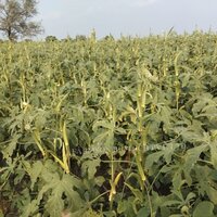 Okra Seeds FB-Veda Opv