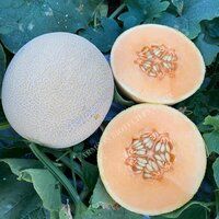 Muskmelon Seeds FB-Misthan F1 Hybrid