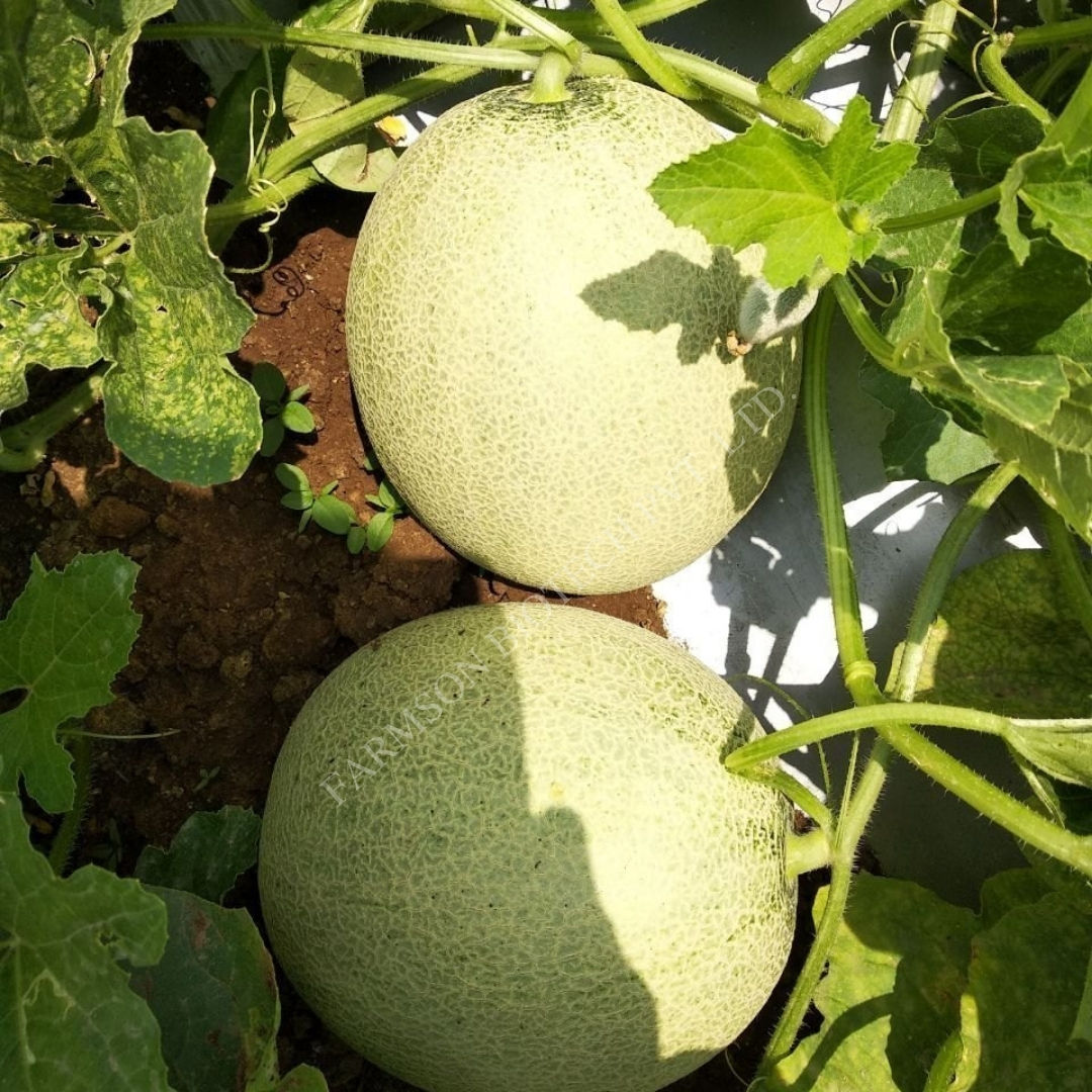 Muskmelon Seeds FB-Misthan F1 Hybrid