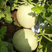 Muskmelon Seeds FB-Misthan F1 Hybrid