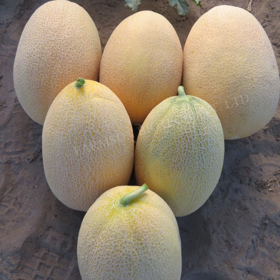 Muskmelon Seeds FB-Anansh F1 Hybrid