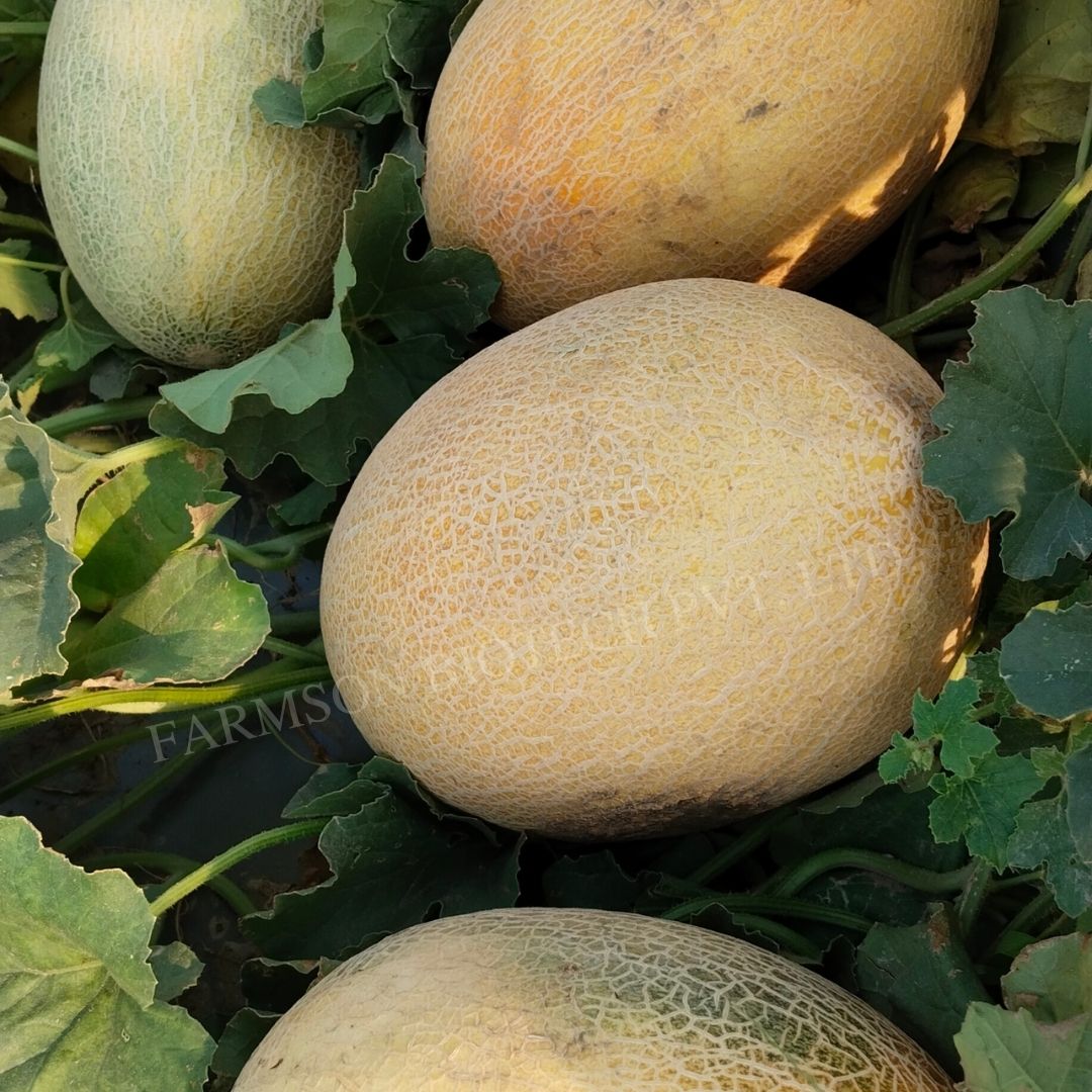 Muskmelon Seeds FB-Anansh F1 Hybrid