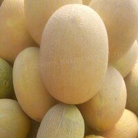 Muskmelon Seeds FB-Anansh F1 Hybrid