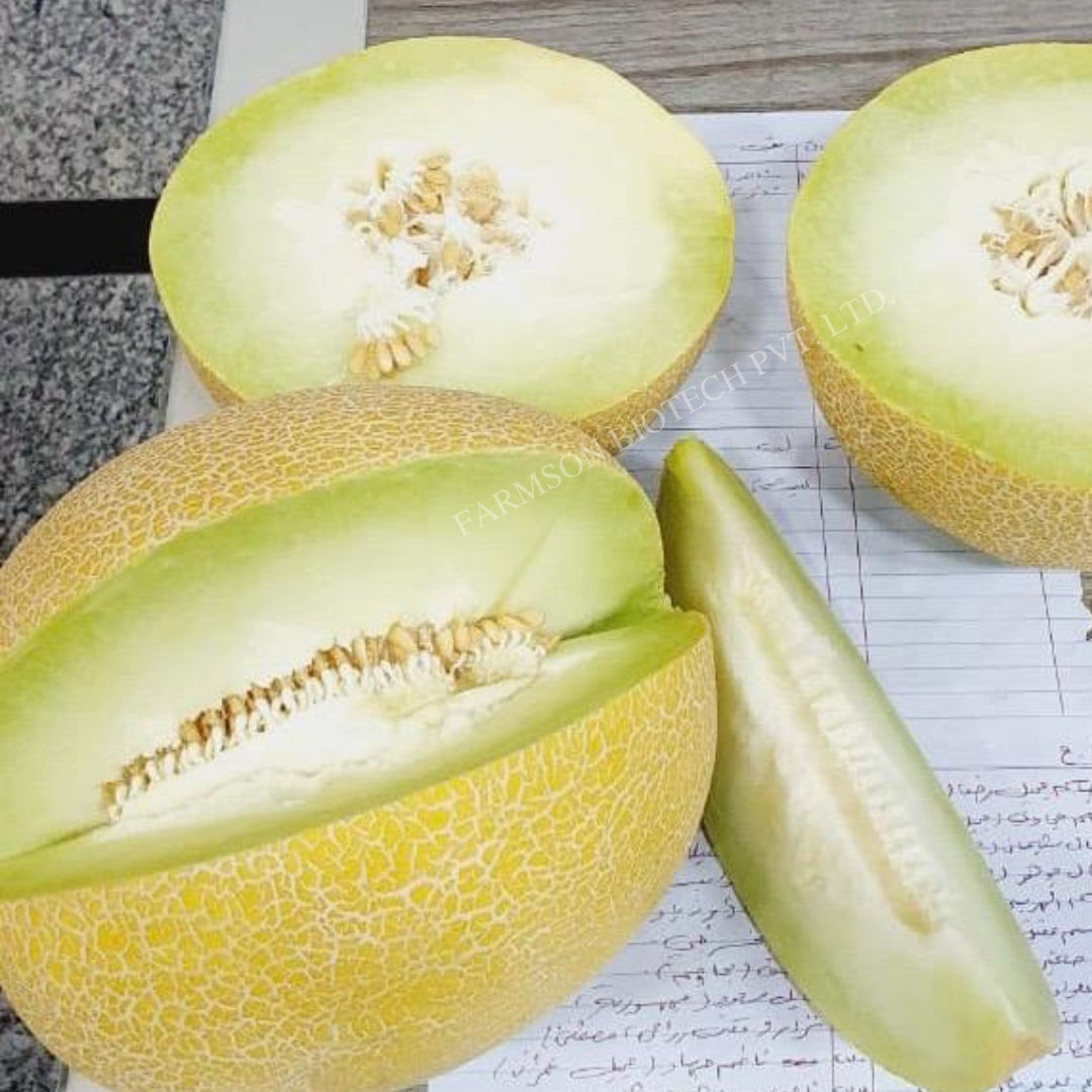 Muskmelon Seeds FB-Lily F1 Hybrid