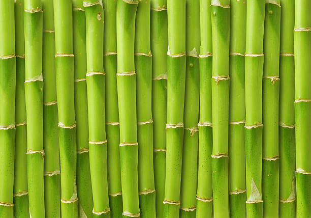 Natural BAMBOO