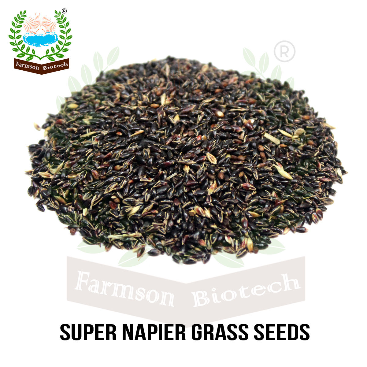 Grass Seeds FB-Super Napier