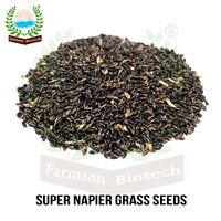 Grass Seeds FB-Super Napier