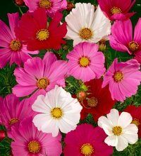 Flower Seeds FB-Cosmos