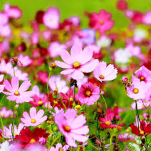 Flower Seeds FB-Cosmos