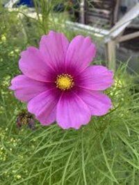 Flower Seeds FB-Cosmos