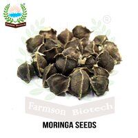 Moringa Seeds FB-PKM 2 F1 Hybrid Drum Stick