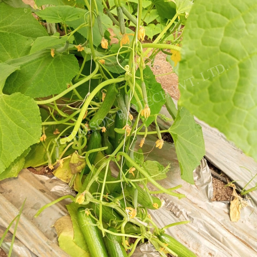 Cucumber Seeds FB-Lalitag F1 Hybrid