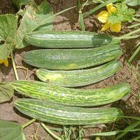 Cucumber Seeds FB-Keshari