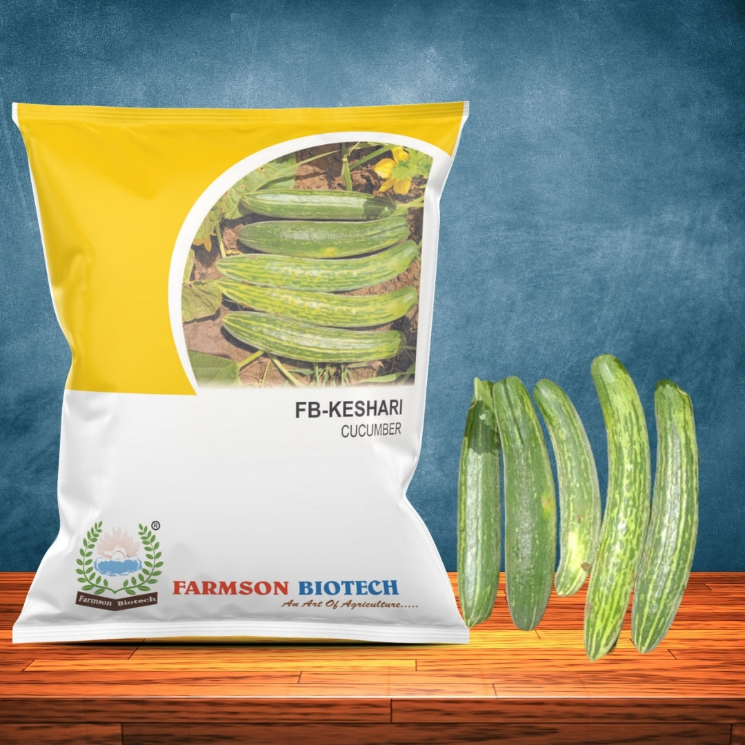 Cucumber Seeds FB-Keshari