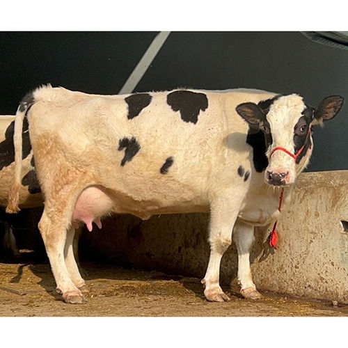 Dairy Hf Cow - Color: White