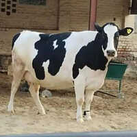 Indian HF Cow