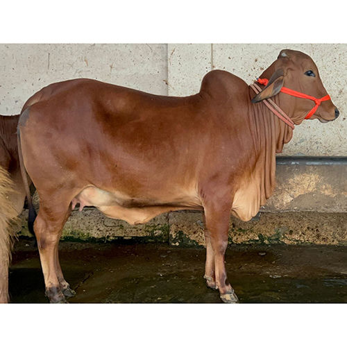 Dairy Farm Sahiwal Cow - Color: Brown