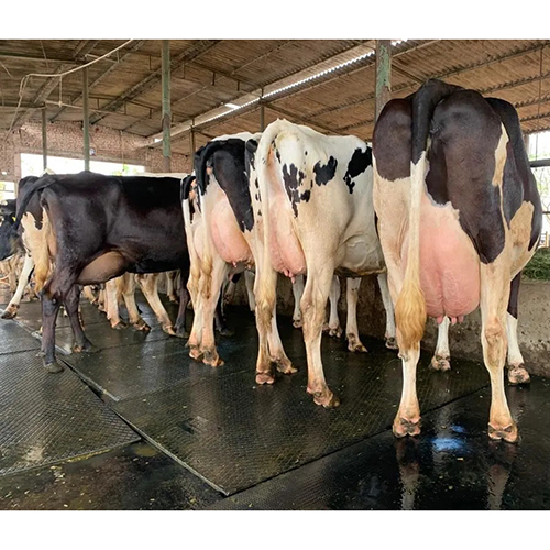 Pure Hf Cow - Color: White
