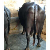 Dairy Farm Murrah Buffalo