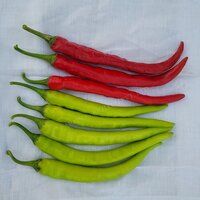 Chilli Seeds FB-Ark F1 Hybrid