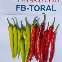 Chilli Seeds FB-Toral F1 Hybrid