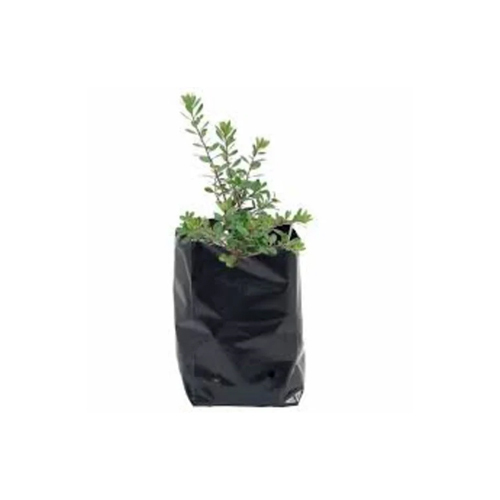Plastic Nursery Plant Bag