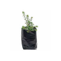 Plastic Nursery Plant Bag