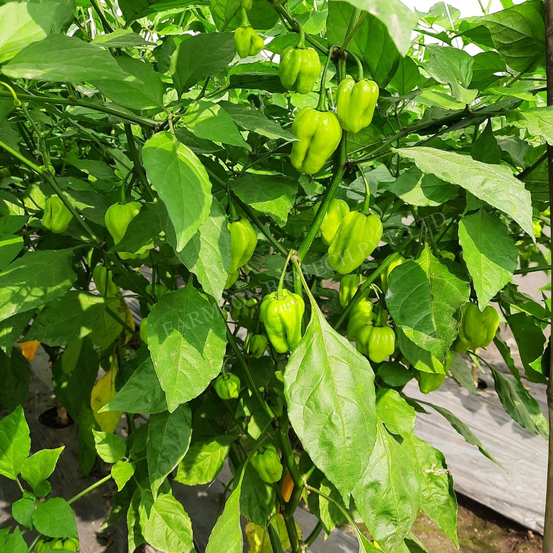 Chilli Seeds FB-2122 Orange Habanero